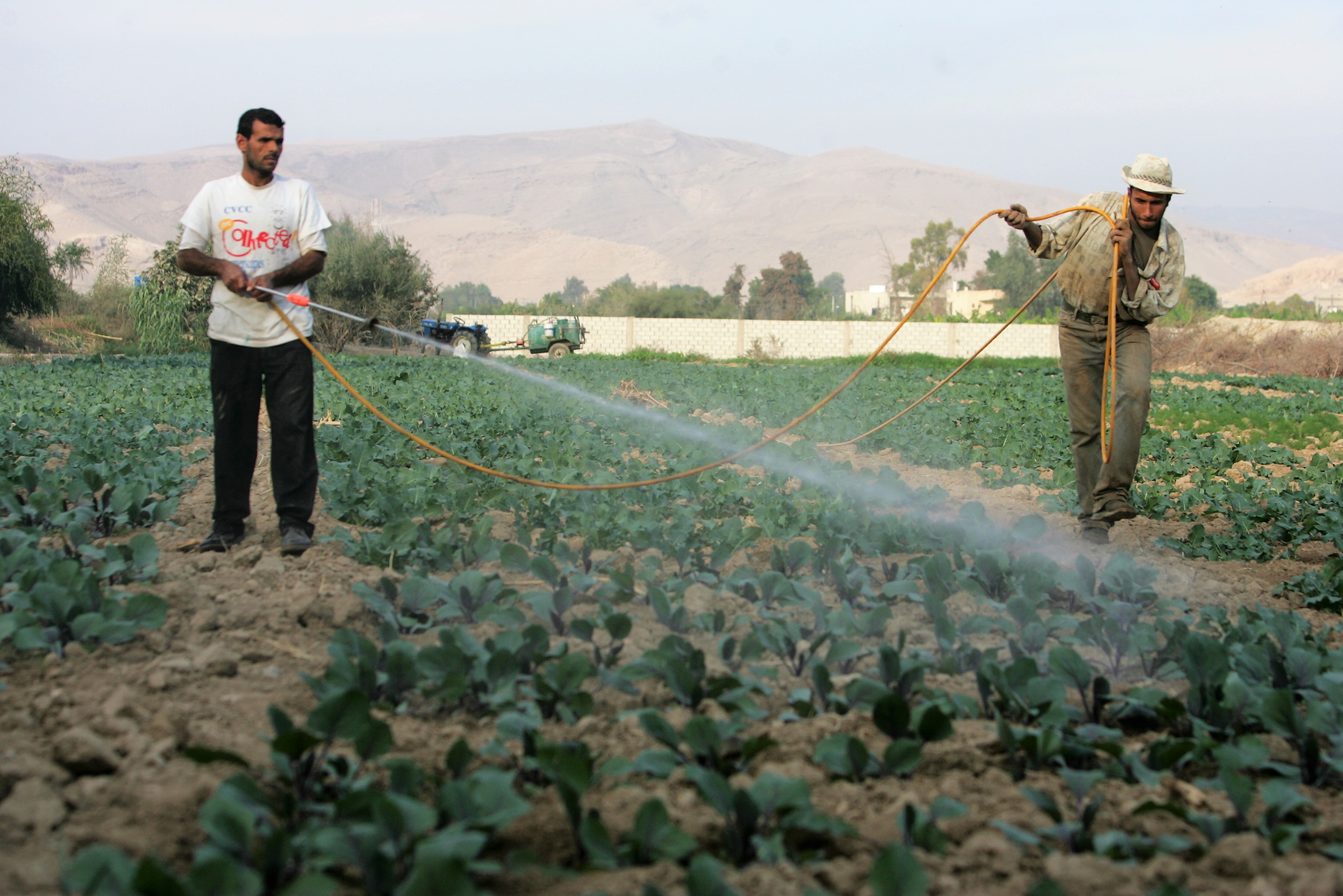 صورة أرشيفية لمزارعين في غور الأردن. صلاح ملكاوي/المملكة.