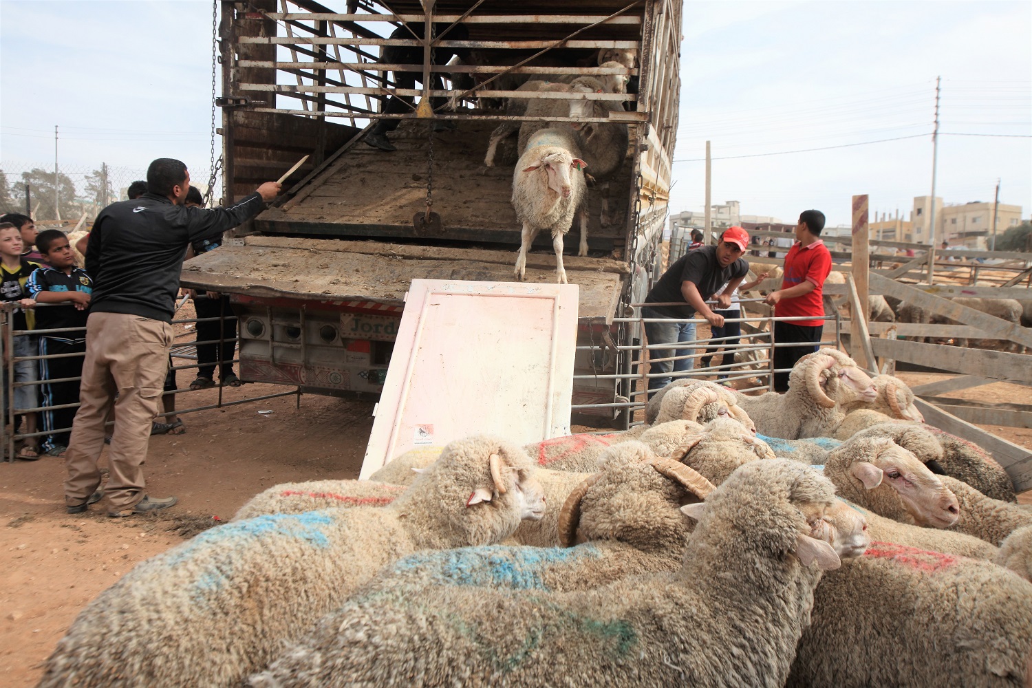 تجار يفرغون شاحنة محملة بالمواشي في إحدى الحظائر المخصصة لبيع الأضاحي في عمان/ صلاح ملكاوي/ المملكة