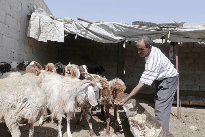 صورة أرشيفية لمزارع سوري يطعم أغنامه. منظمة الأغذية والزراعة (فاو)