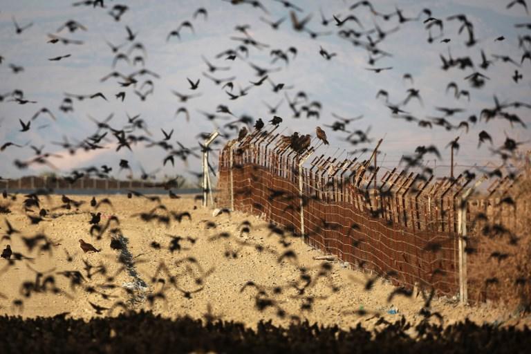 طيور الزرزور على الحدود الأردنية الإسرائلية في وادي الأردن. (أ ف ب)