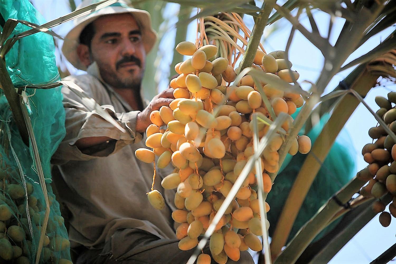 عامل يقوم بحصد محصول البلح في الأغوار. صلاح ملكاوي / المملكة 