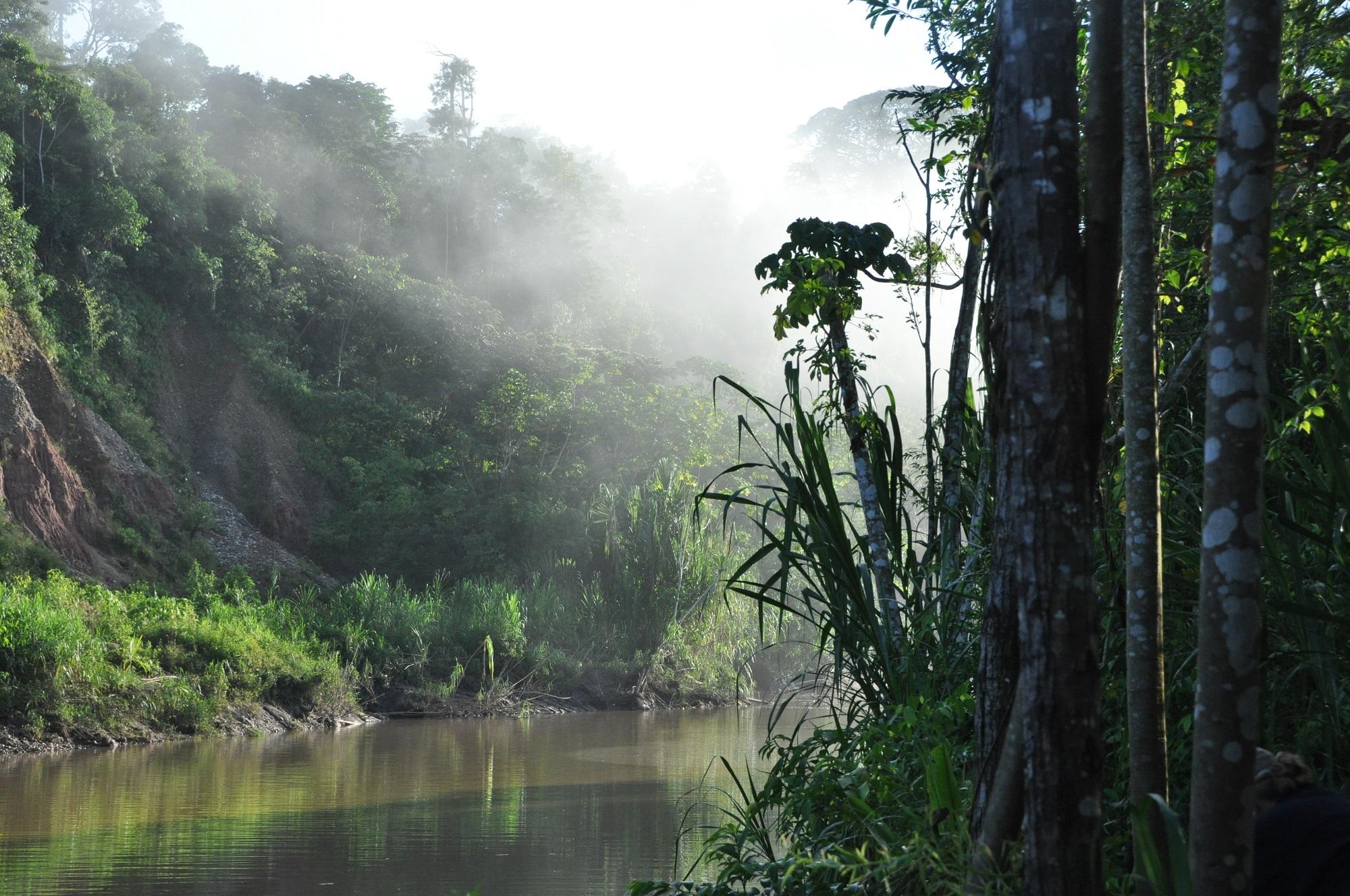 غابات الأمازون. (Shutterstock)