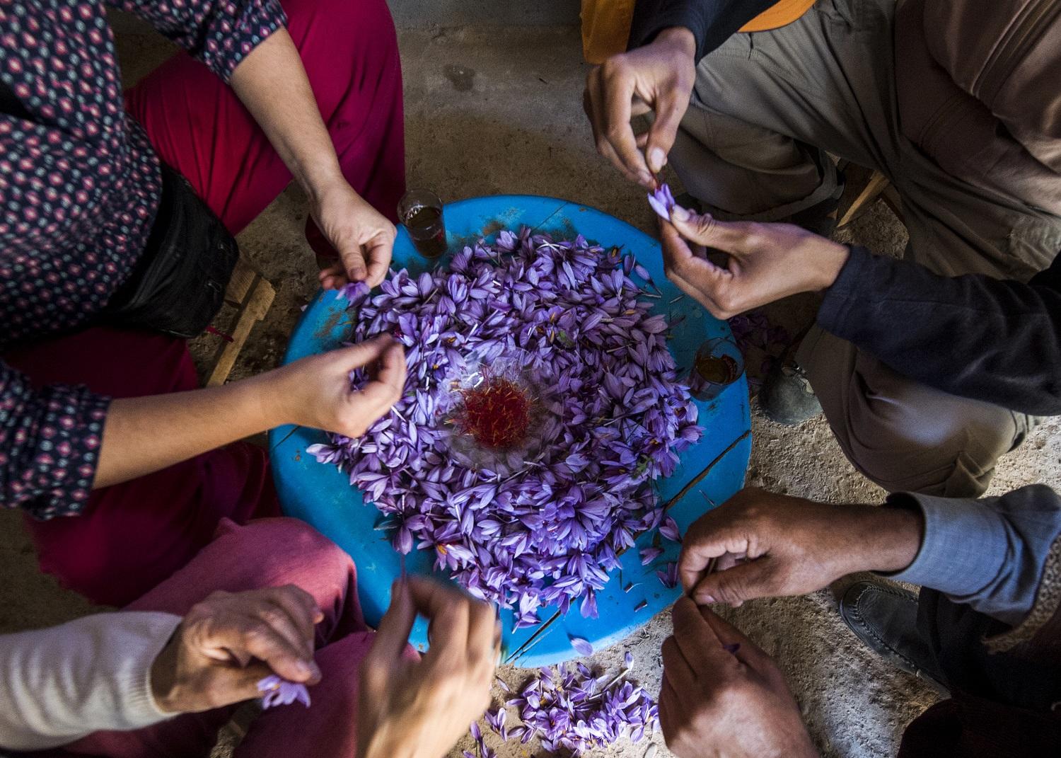 مزارعون مغاربة يلتقطون الزعفران في إحدى قرى المغرب. أ ف ب 