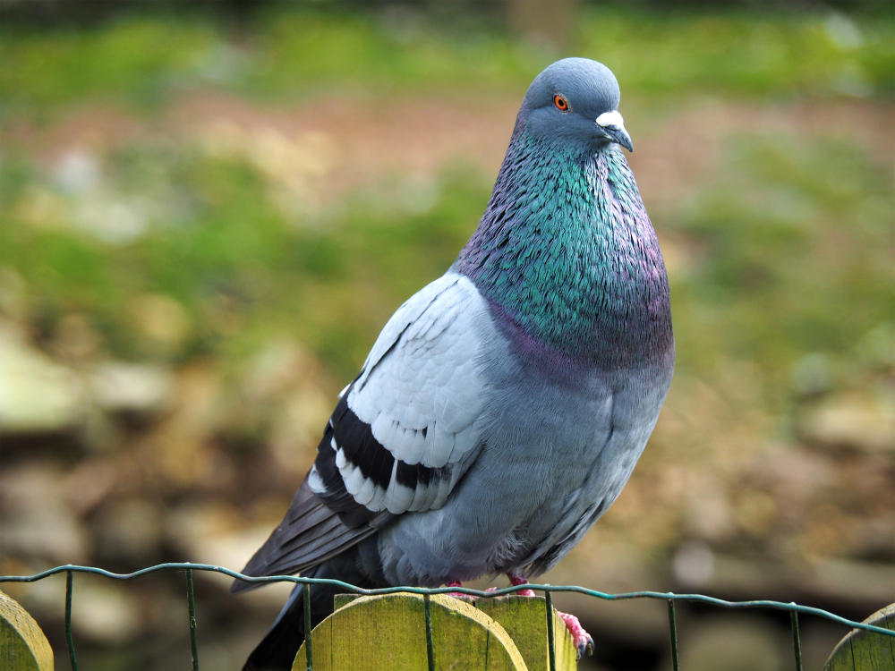 صورة أرشفية لحمام زاجل. (shutterstock)