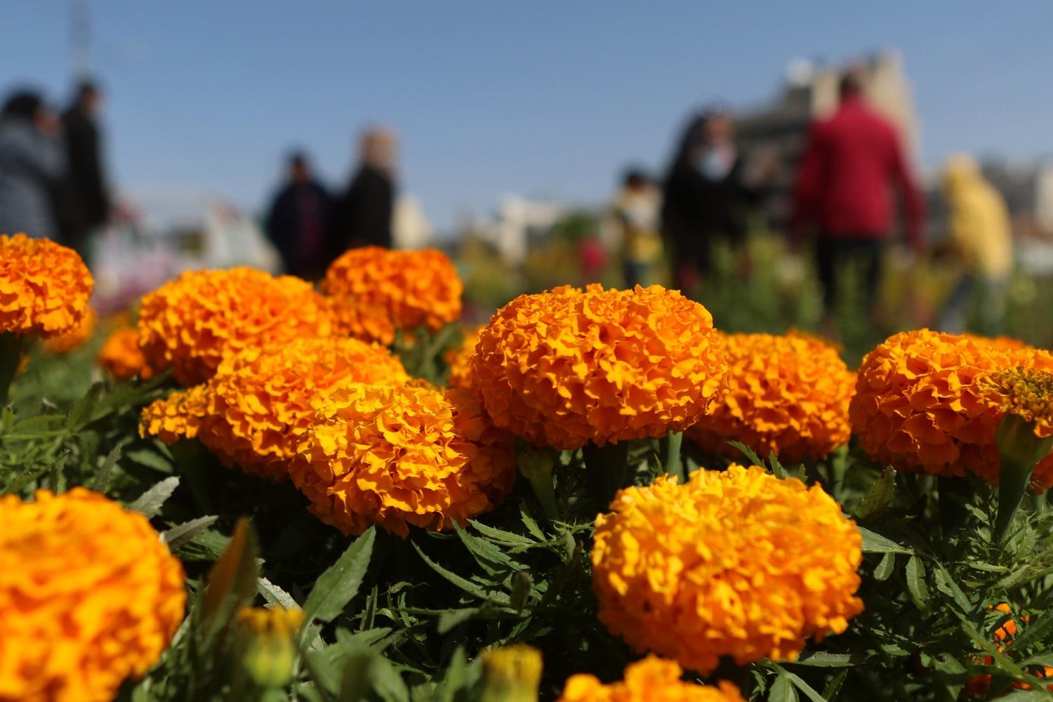 جانب من معرض الزهور السنوي لهيئة شابات نادي أبو نصير. صلاح ملكاوي/ المملكة