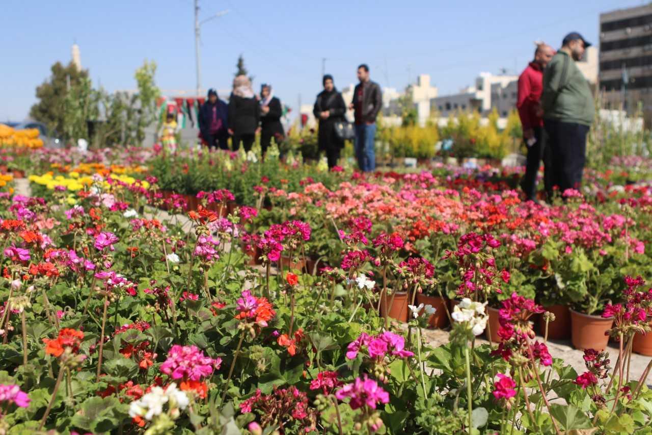 زهور في معرض في عمّان. صلاح ملكاوي/المملكة