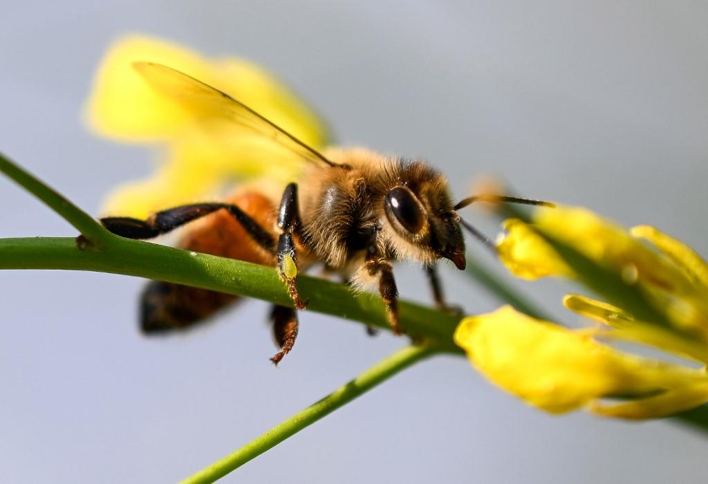الأمم المتحدة قالت إن تراجع أعداد النحل واختفاءه سيكون لهما عواقب وخيمة على الإنسان. / أ ف ب