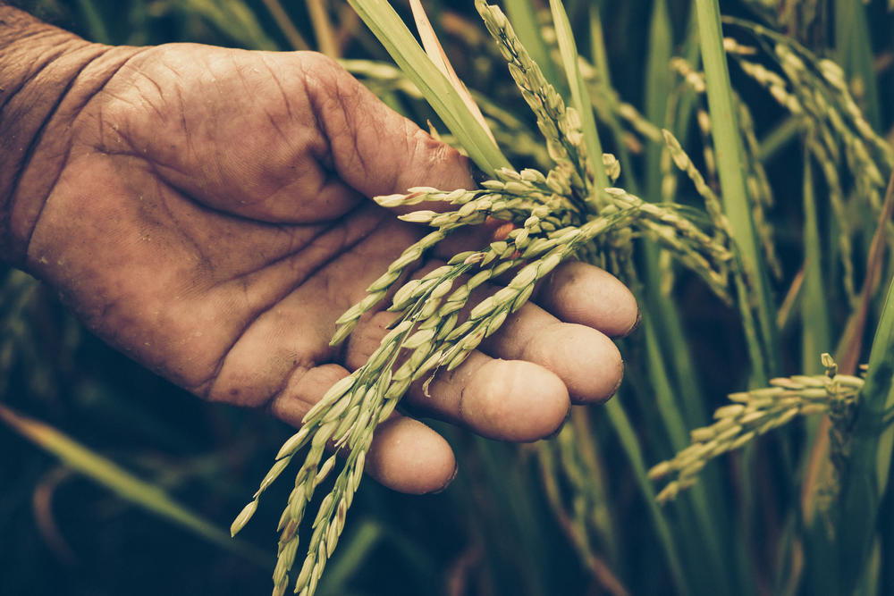 وزارة الزراعة لم تسمح بإدخال 600 طن أرز مستورد من دول في شرق آسيا إلى السوق الأردني، بعد رصد مخالفات تتعلق بوجود متبقيات مبيدات زراعية أعلى من المسموح به في الأردن. (shutterstock)