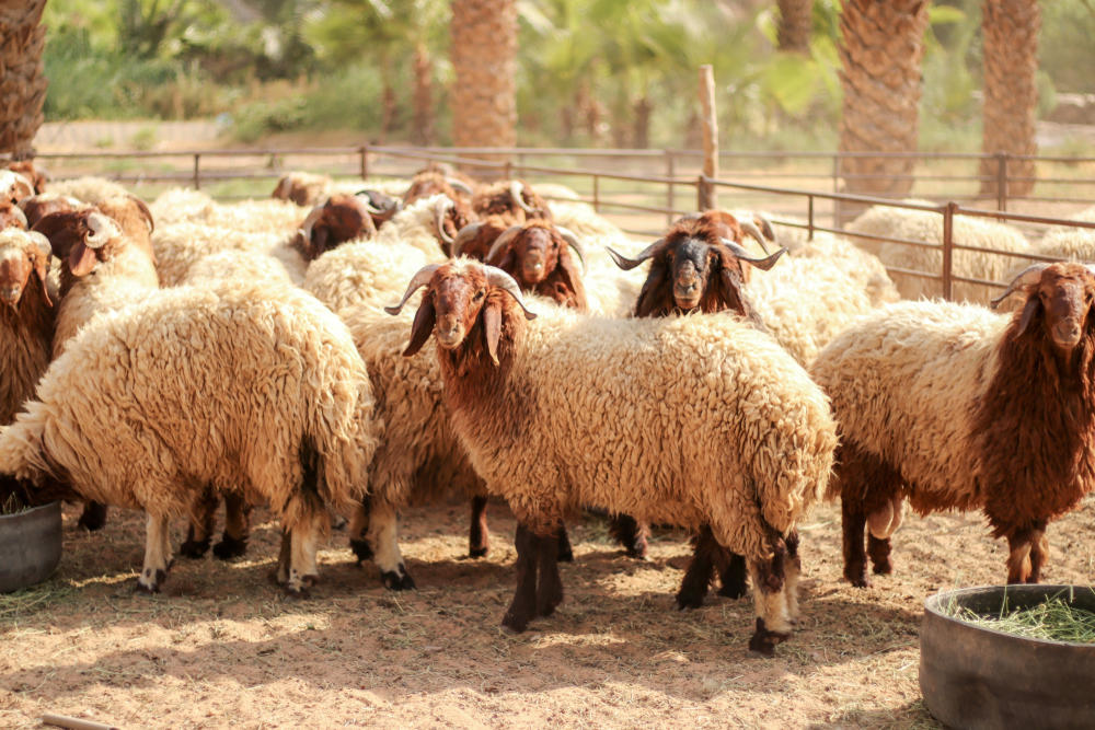 صدر مربو الثروة الحيوانية في محافظة المفرق 263 ألف رأس من الأغنام إلى الأسواق الخليجية . (shutterstock)
