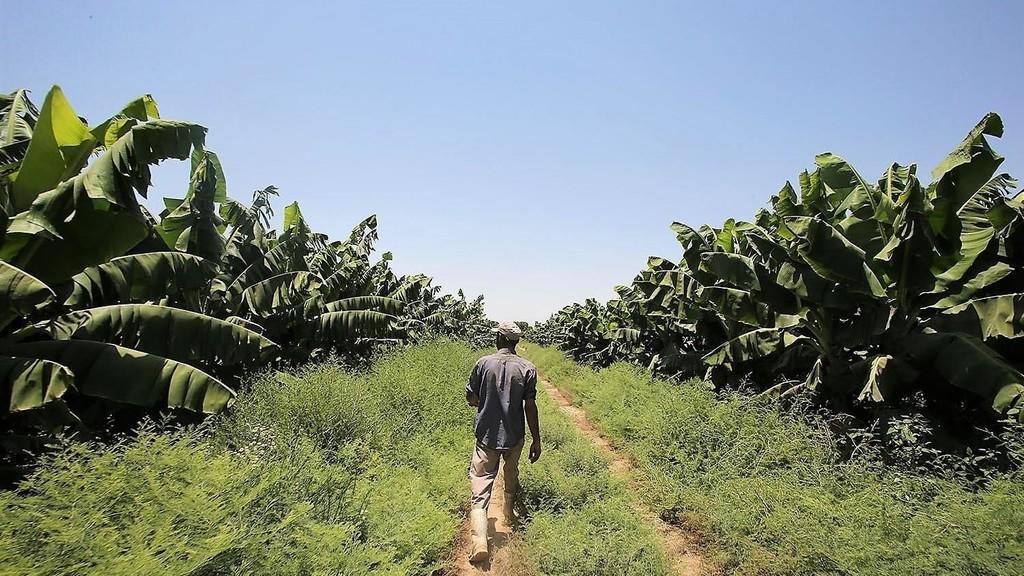مزارع يسير بين مزارع موز في الأغوار. (صلاح ملكاوي/ المملكة)