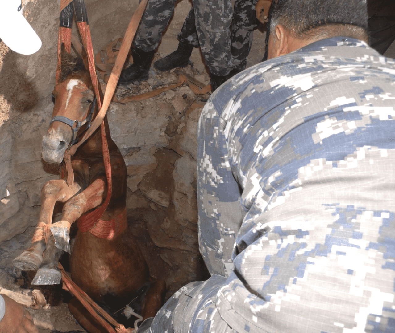 أعمال  إنقاذ حصان سقط داخل حفرة يقدر عمقها بمترين في منطقة المغير في إربد. (مديرية الدفاع المدني)