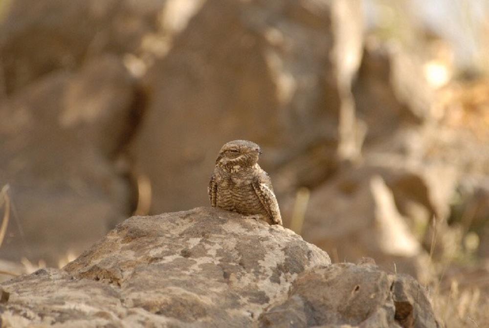 تم العثور على أنثى لطائر السبد النوبي مع اثنين من أفراخها، ويعتبر من الأنواع المهددة في الأردن وفلسطين نتيجة لتدمير الموائل. (الجمعية الملكية لحماية الطبيعة)