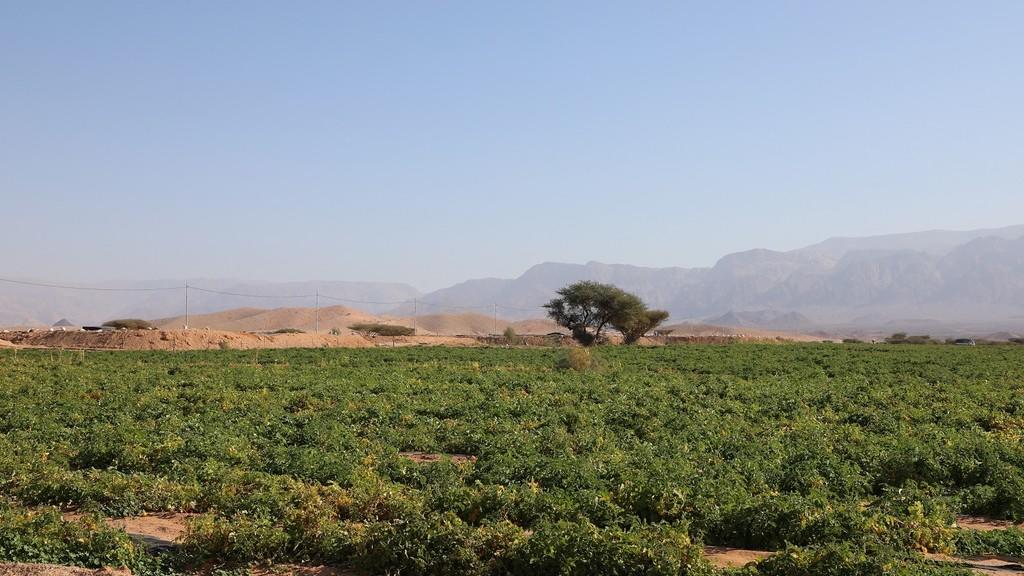 أرض زراعية في منطقة وادي عربة. (وزارة المياه)