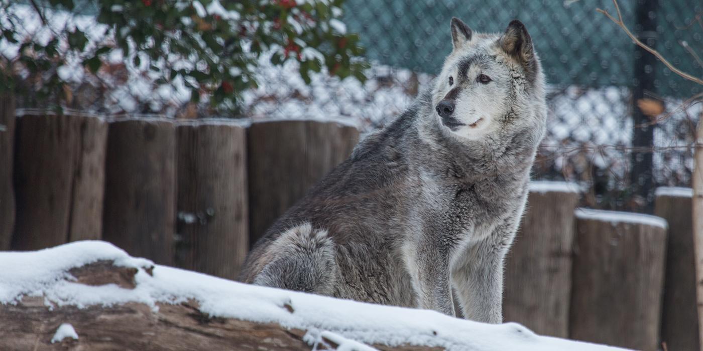 أعداد أنواع مثل الذئب الرمادي تراجعت بشكل كبير في مطلع القرن 20، لكنها تكاثرت مجددا بالرغم من اصطيادها حاليا بشكل قانوني في جبال روكي. (مؤسسة سميثسونيان)