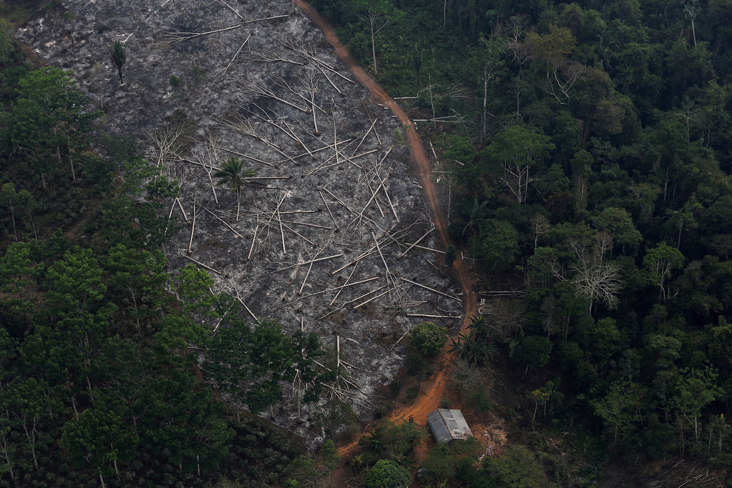 غابات الأمازون التي تدفع فاتورة باهظة جراء الحرائق وقطع الأشجار بات "خارجا عن السيطرة". رويترز