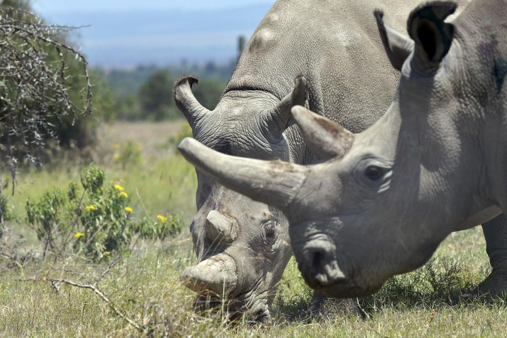 آخر أنثيين من فصيلة وحيد القرن الأبيض الشمالي، فاتو -19 عاما- (يمين)، وأمها نجين (30 عاما) في كينيا، 23 آب/أغسطس 2019. (طوني كارومبا/ أ ف ب)