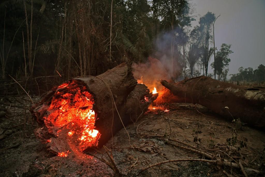 اشتعال جذع شجرة في غابات الأمازون المطيرة، قرب أبونا في ولاية روندونيا في البرازيل، 24 آب/أغسطس 2019. (كارل دي سوزا/ أ ف ب)