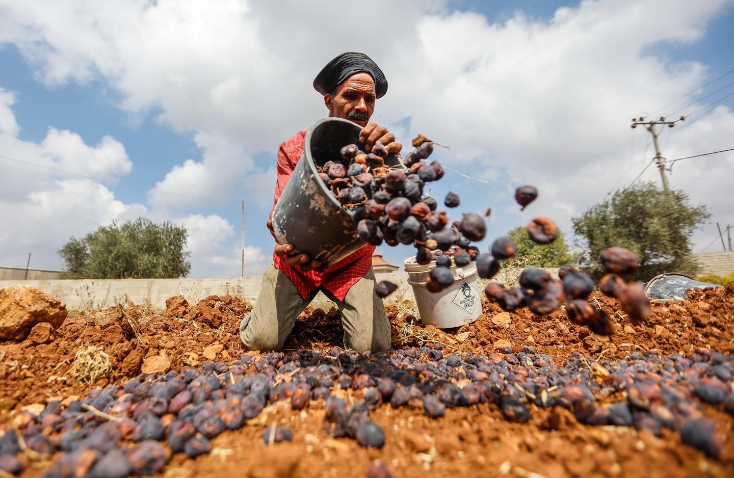 فلسطيني من بلدة سلواد يجمع ثمار التين ويجففها لصناعة "القٌطين". (بهاء نصر / وفا)
