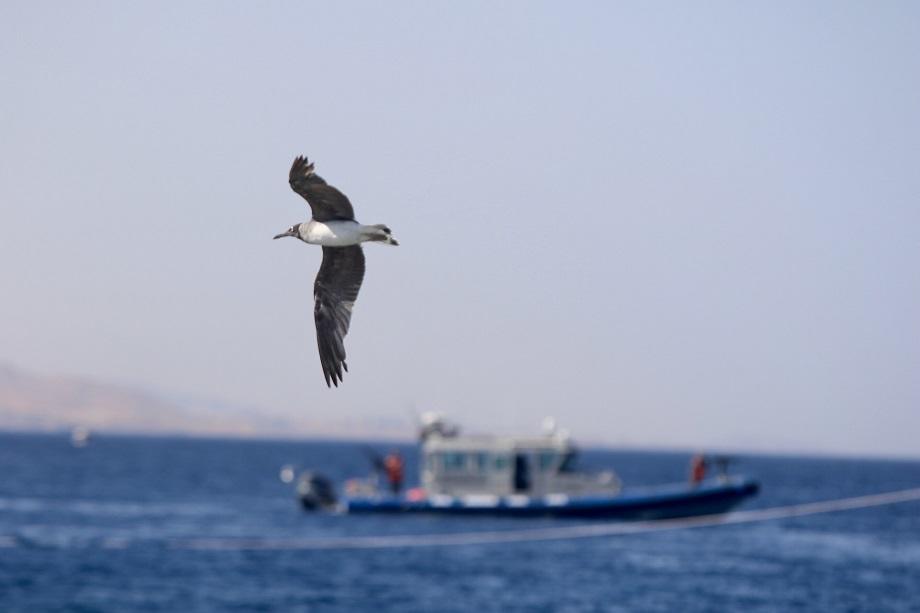 في خليج العقبة، تتراوح درجات الحرارة من 40 إلى 28 درجة مئوية (صلاح ملكاوي/ المملكة).