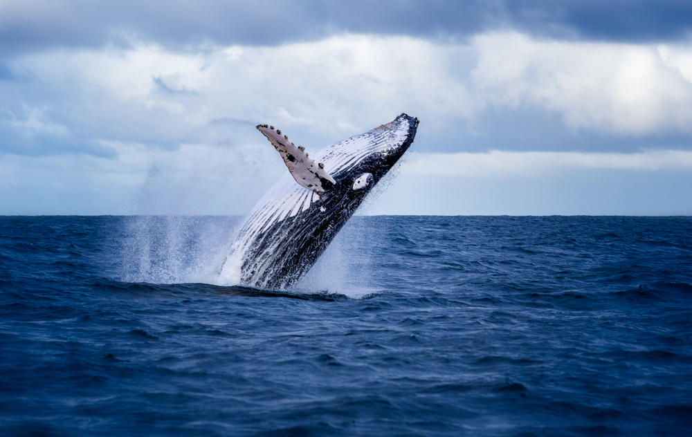  الحيتان الصائبة تستخدم التخفي الصوتي عندما يكون صغارها أكثر عرضة للخطر(shutterstock)