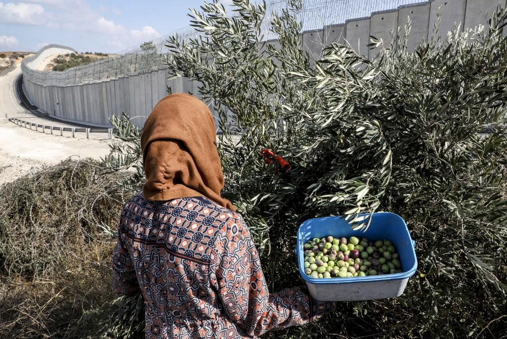 فلسطينية تحصد ثمار الزيتون من حقل خلف جدار الفصل الإسرائيلي قرب قرية دورا في الضفة الغربية المحتلة، 30 تشرين الأول/أكتوبر 2019. (حازم بدر/ أ ف ب)