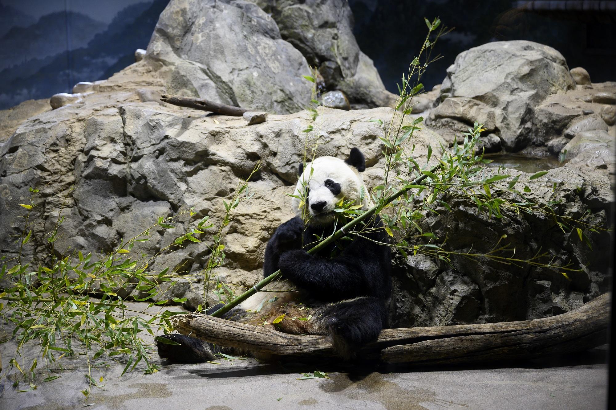 الباندا "باي باي" يأكل الخيزران في حديقة الحيوانات الوطنية قبل أن يغادر إلى موطنه الأصلي الصين. 14 تشرين ثاني/ نوفمبر 2019. جيم واتسون/ أ ف ب