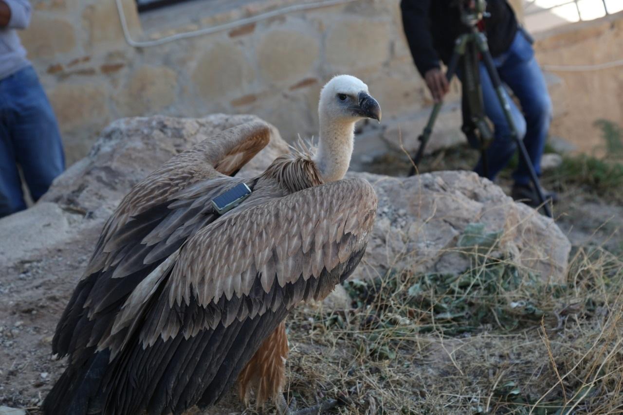 يعتبر النسر البني طائر معشش في الأردن وهو طائر معروف بطيرانه لمسافات طويلة حيث يستطيع أن يقطع 600 كلم في بحثه عن الطعام يوميا. الجمعية الملكية لحماية الطبيعة