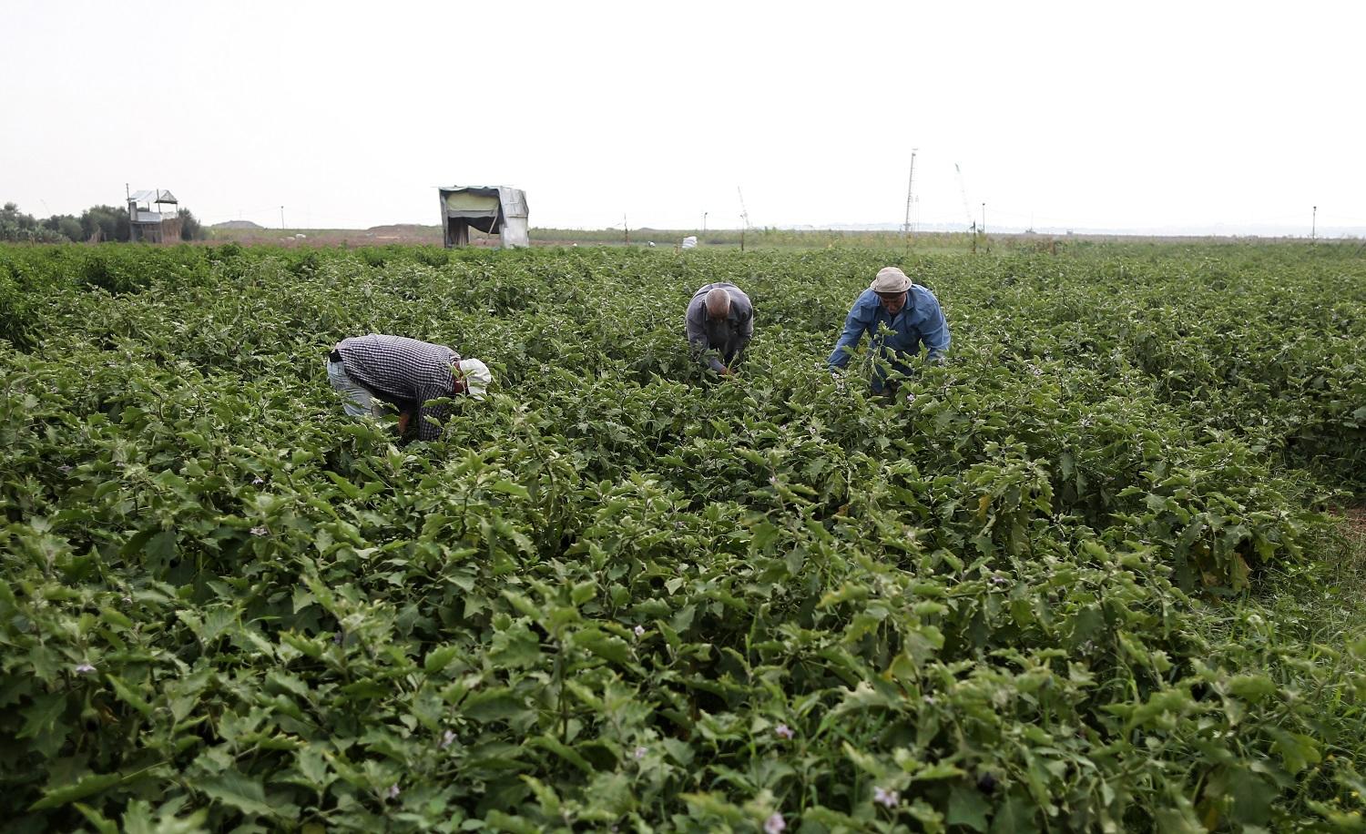مزارعون فلسطينيون يعملون بالقرب من الحدود التي تفصل قطاع غزة عن الأراضي المحتلة. (أ ف ب) 