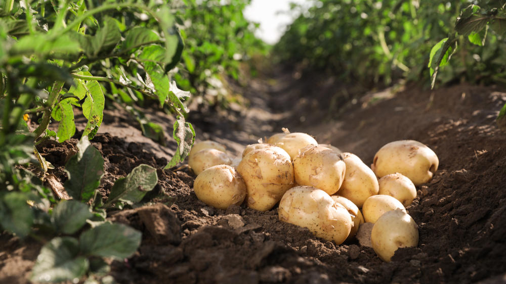 وزير الزراعة: مخزون البطاطا بلغ 60 ألف طن وذلك لـ "المرة الأولى"