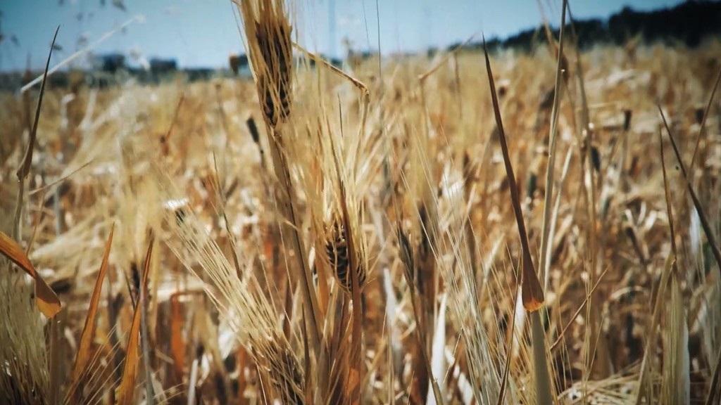 وزارة الزراعة اشترت الزيادة في الإنتاج الزراعي من القمح والشعير العام الماضي، الذي زاد 3 أضعاف عن الإنتاج. (فادي اسكندراني/المملكة)