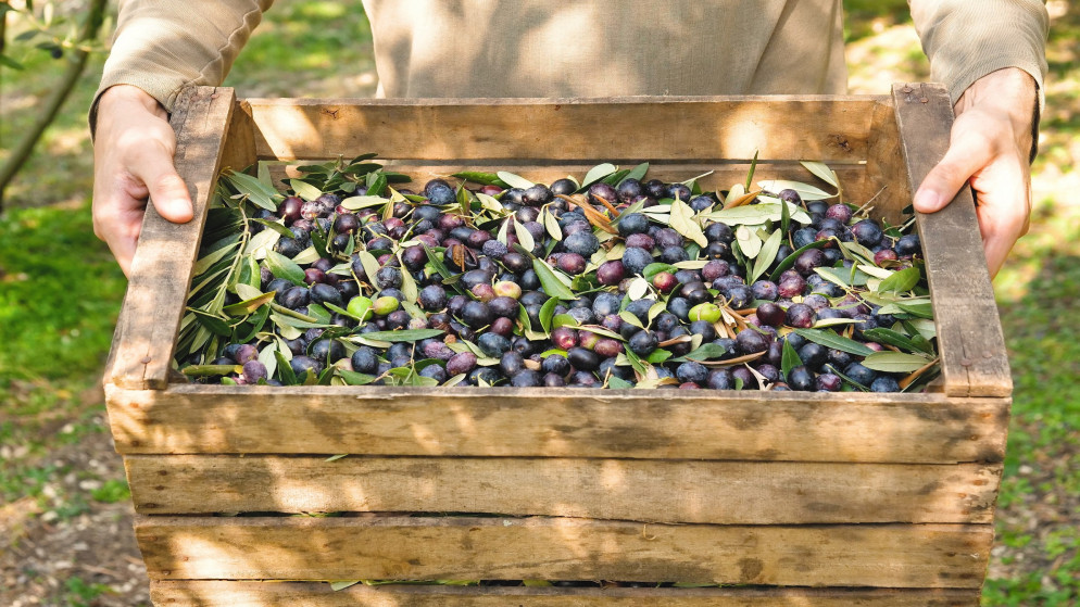 يقدر إنتاج إيطاليا من زيت الزيتون لهذا العام بـ 270 ألف طن، أي بانخفاض بنسبة 26% مقارنة بعام 2019. (shutterstock)
