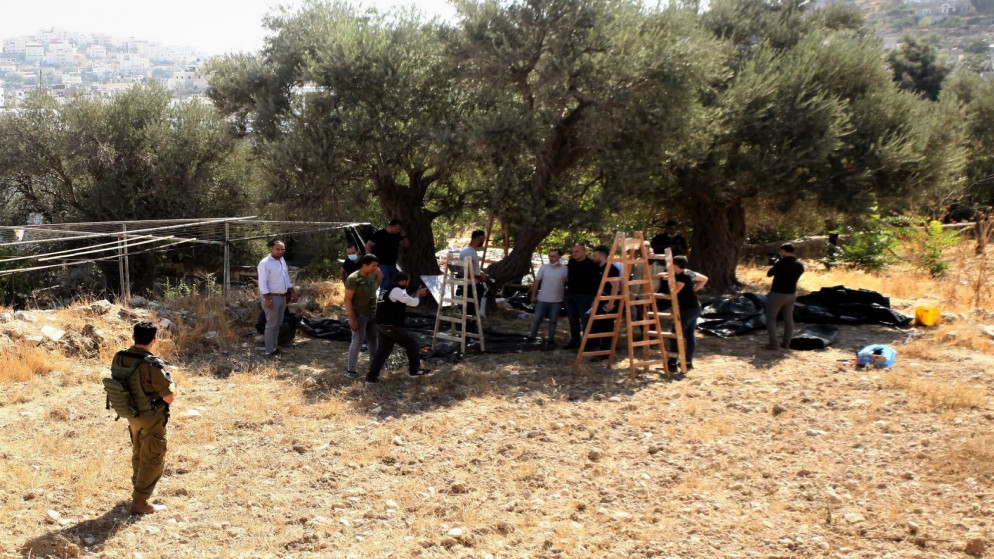 فلسطينيون يقطفون أشجار الزيتون في الوقت الذي يتواجد به جنود الاحلتلال الإسرائيلي في المكان ويعيق عمل. (وفا)