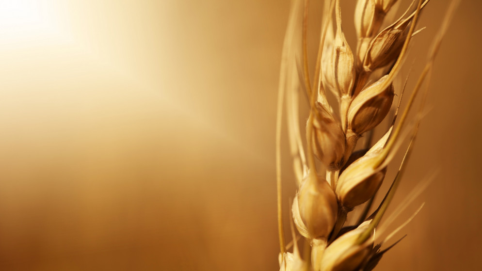 مخزون القمح يكفي استهلاك السوق لنحو 18 شهرا. (shutterstock)