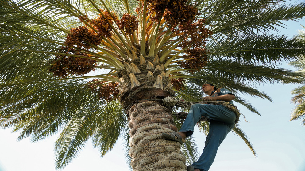 العراقي عباس عبود، 48 عاما، يتسلق شجرة نخيل بحزامه في قرية جليحة في محافظة الديوانية جنوبي العراق. 16/10/2020. (حيدر اندهار / أ ف ب)