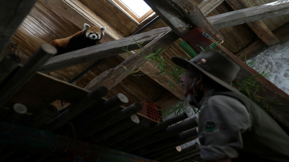 باندا حمراء تنظر داخل العلبة بعد وصولها من اليابان كجزء من مشروع عالمي للحفاظ على هذا الحيوان المعرض لخطر الانقراض في حديقة حيوان بوين في بوين، سانتياغو، تشيلي، 3 ديسمبر2020. (رويترز)