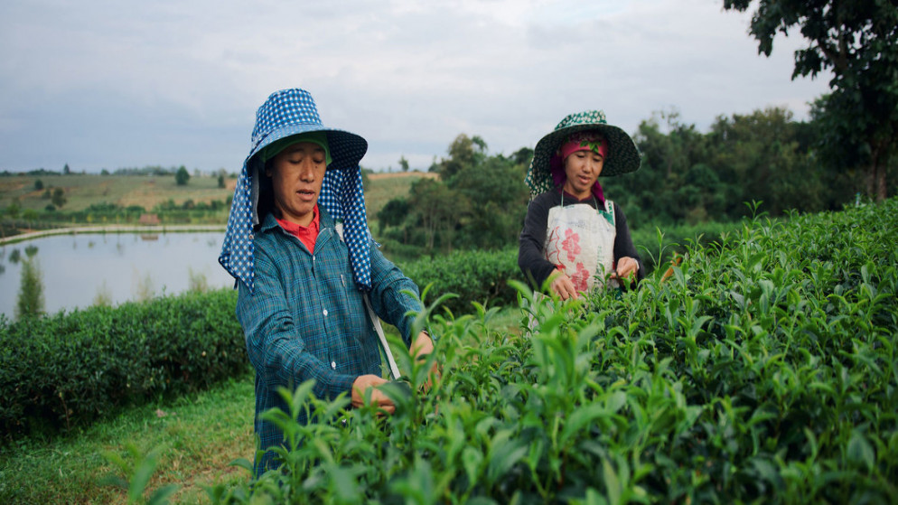عاملات مهاجرات في مجال الزراعة في تايلاند. (الأمم المتحدة)