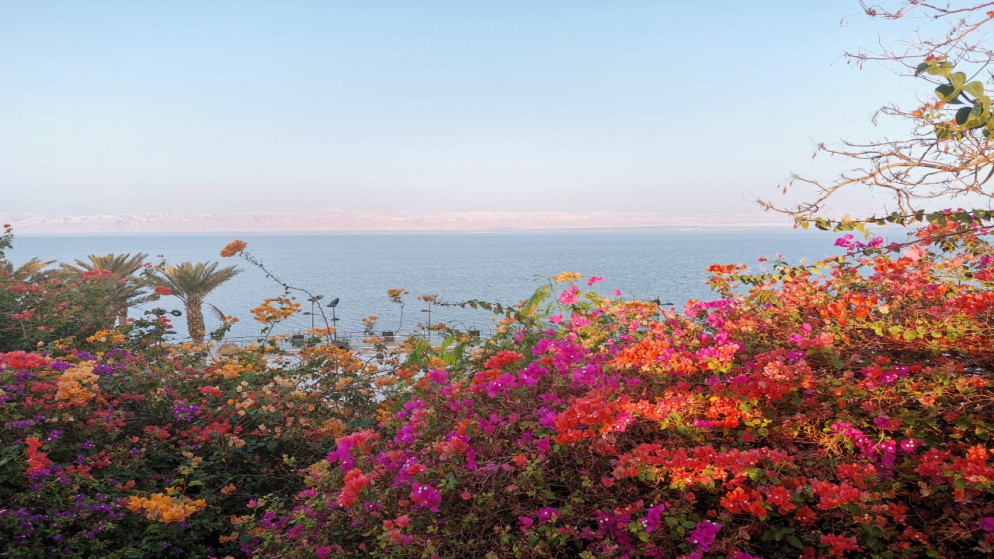 منظر عام للبحر الميت من أمام أزهار. (المملكة)
