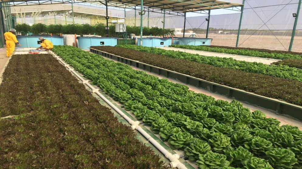 مزرعة في منطقة الأغوار الشمالية تستخدم نظام الزراعة المائية وتظهر منتج الخس الأميركي. (المهندس معتز الربيع)