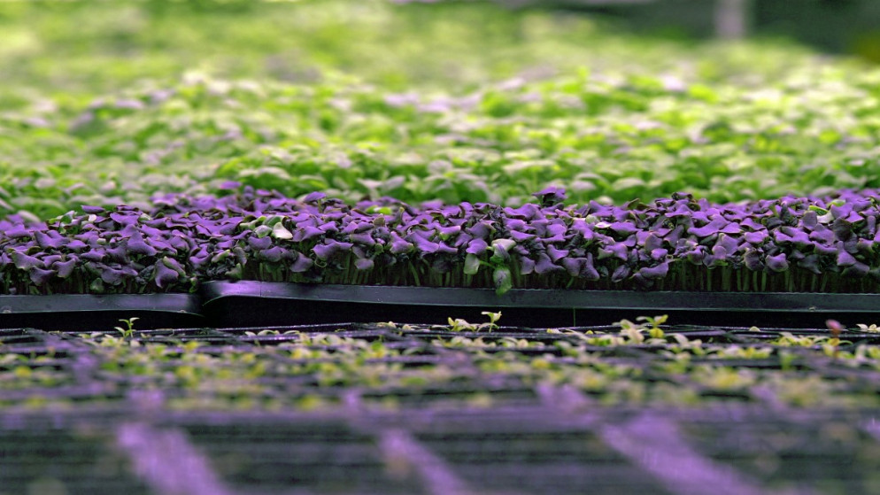 مزارع البادية الإماراتية في دبي، مزرعة عمودية داخلية تستخدم تكنولوجيا الزراعة المائية المبتكرة لزراعة الفواكه والخضراوات على مدار السنة، دبي، 4 أغسطس 2020. (أ ف ب)