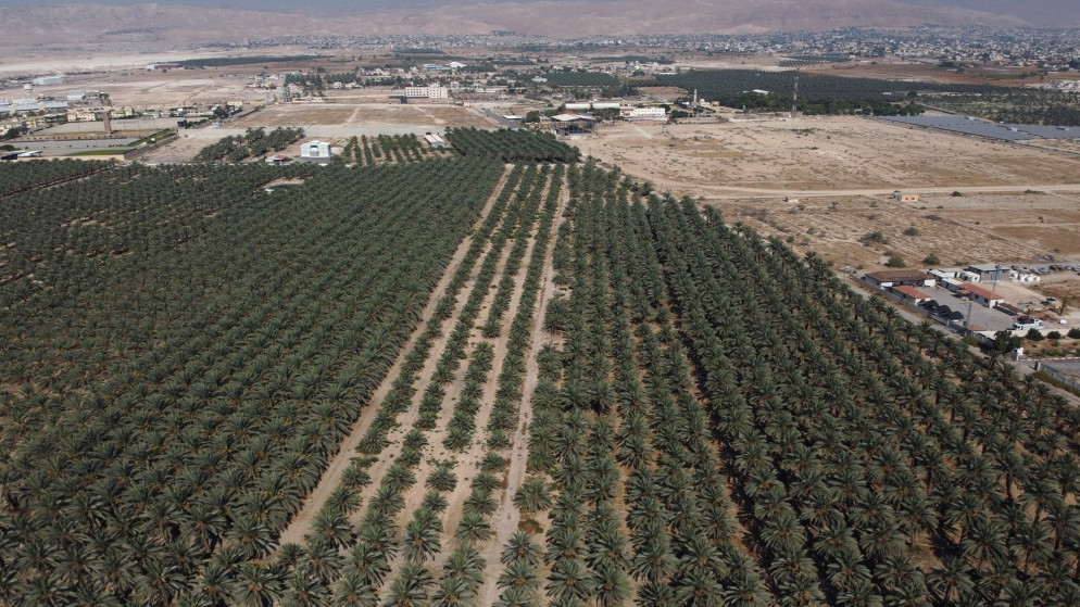 صورة جوية تظهر أشجار نخيل في أريحا في الضفة الغربية المحتلة. (رويترز)