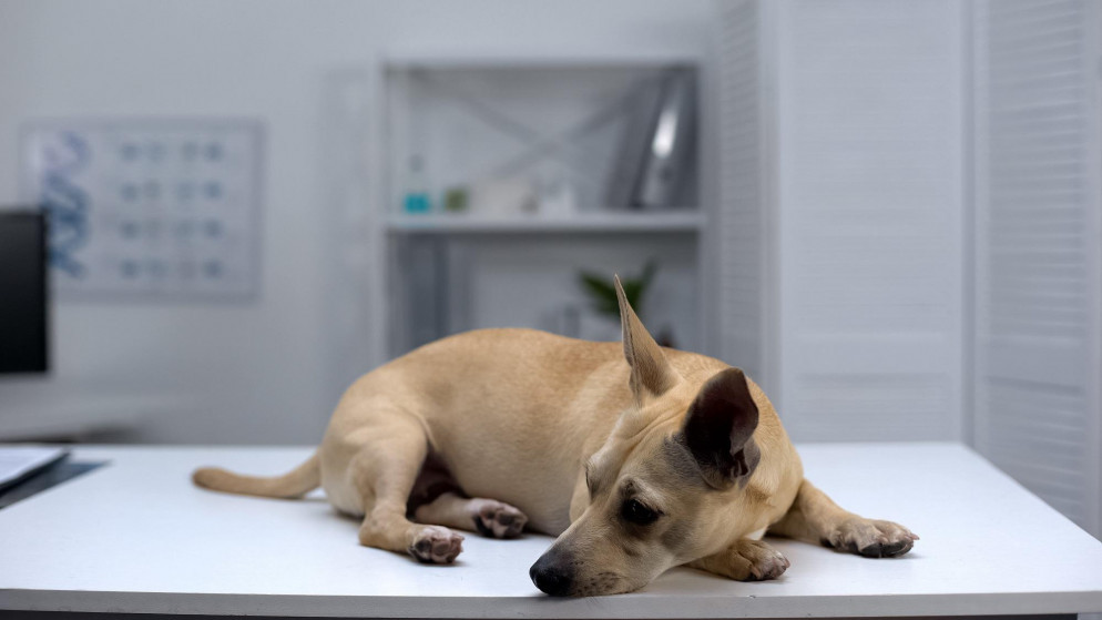 صورة أرشيفية لكلب يرقد على سرير لتلقي العلاج في دار رعاية للحيوان. (shutterstock)