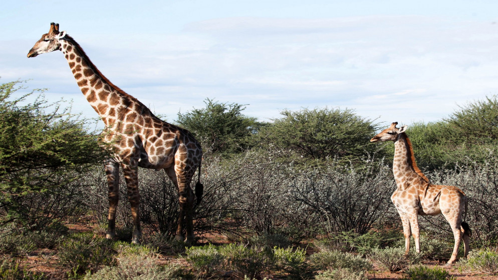 زرافة قزمة تُدعى "نايجل'"، ولدت عام 2014، تقف مع زرافة ذكر بالغ في مكان لم يُكشف عنه في ناميبيا، 26 آذار/مارس 2018. (إيما ويلز/ رويترز)