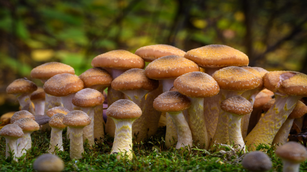 صورة تعبيرية لمادة الفطر. (shutterstock)