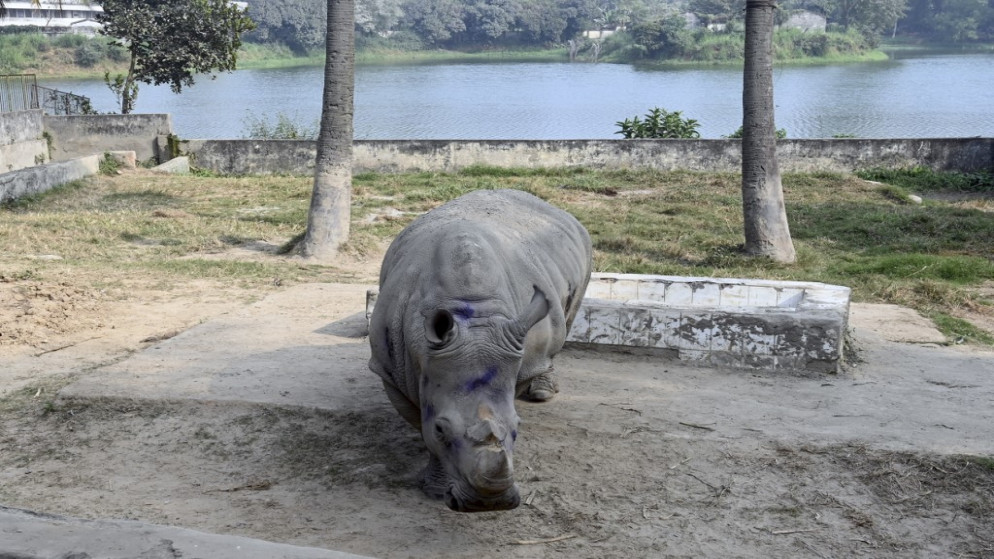 كانشي وهي أنثى وحيد قرن في حديقة الحيوان في دكا في بنغلاديش، 12 يناير/كانون الثاني. (أ ف ب)
