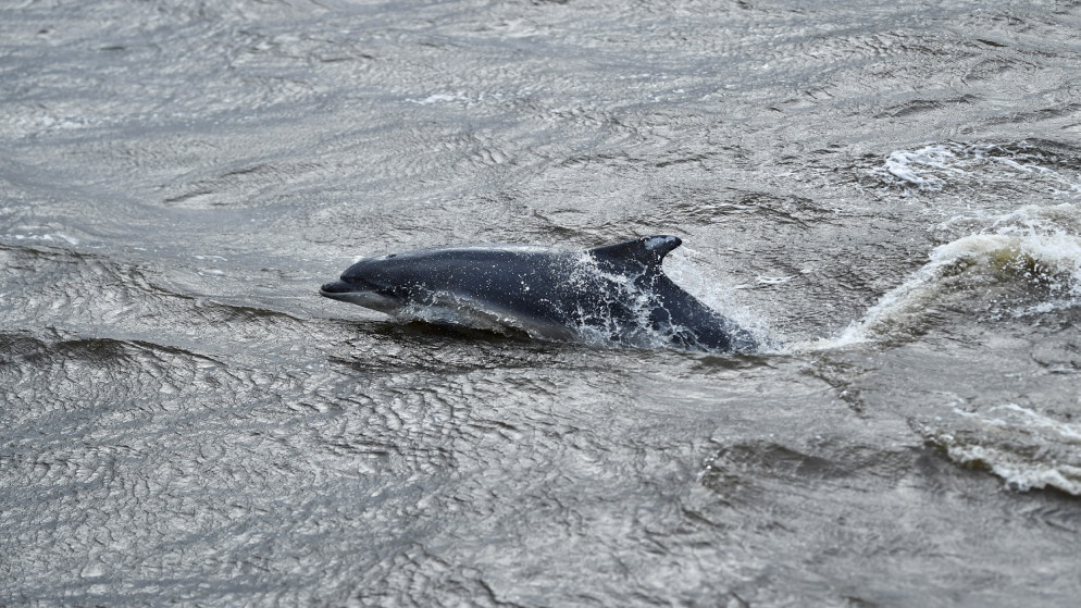 دولفين يسبح بجانب سفينة Greenpeace رينبو واريور في البحر الإيرلندي، قبالة سواحل أسكتلندا، في أثناء انعقاد مؤتمر الأمم المتحدة لتغير المناخ (COP26) في غلاسكو، أسكتلندا، بريطانيا، 1 تشرين الثاني/ نوفمبر 2021. (رويترز)