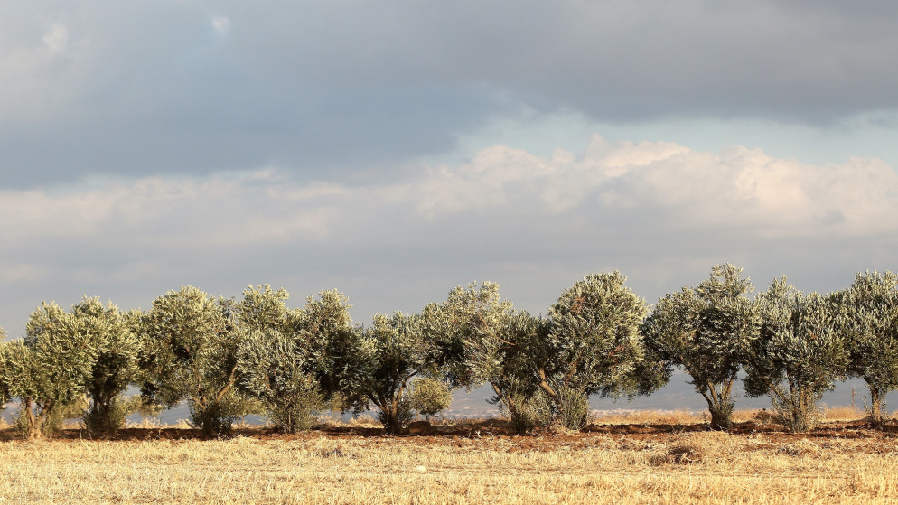 صورة أرشيفية لأراض زراعية أغلبها أشجار والباقي زراعات حقلية في الأردن. (صلاح ملكاوي/ المملكة)