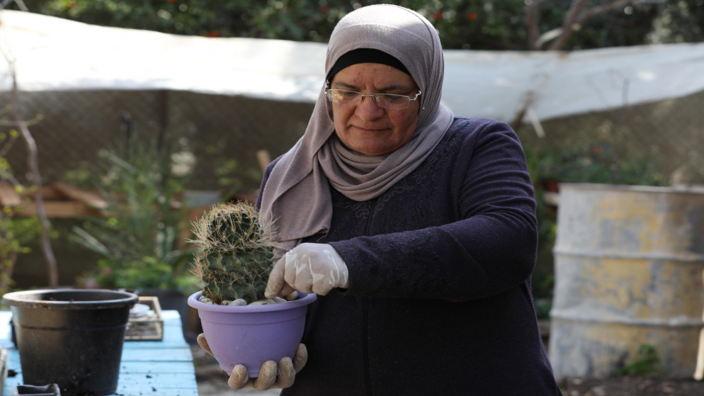 الفلسطينية صالحة مهر من قرية النصارية في نابلس تعمل في حديقة منزلها على زراعة أنواع مختلفة من صباريات الزينة. 09/02/2021. (أيمن نوباني/ وفا)
