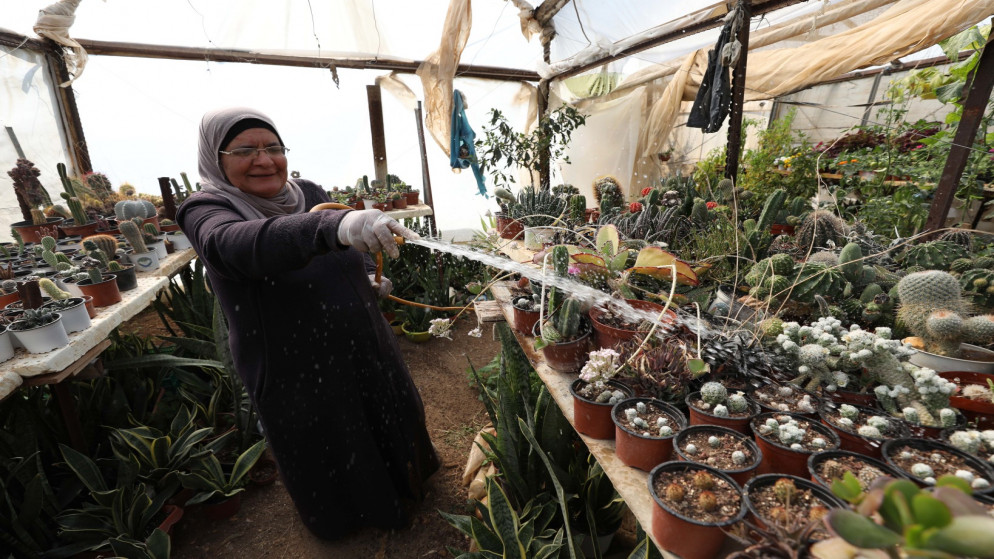 الفلسطينية صالحة مهر من قرية النصارية في نابلس تعمل في حديقة منزلها على زراعة أنواع مختلفة من صباريات الزينة. 09/02/2021. (أيمن نوباني/ وفا)
