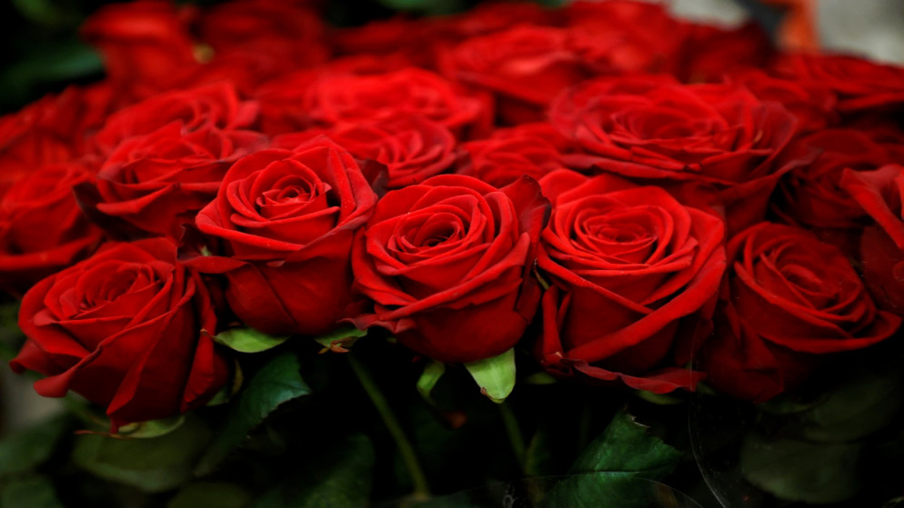 ورد احمر معروضة في محل لبيع الزهور قبل عيد الحب في باريس، فرنسا، 12 شباط/ فبراير 2021. (رويترز)