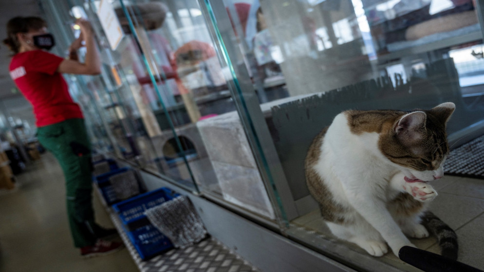 قطة تنظف نفسها في صندوق زجاجي في مأوى حيوانات في برلين يشهد عددا كبيرا من طلبات التبني. 23/02/2021. (جون ماكدوغال / أ ف ب)
